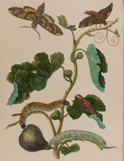 Illustration från 