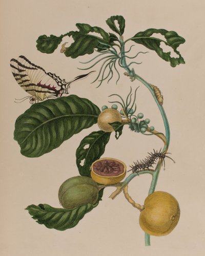 Illustration från 