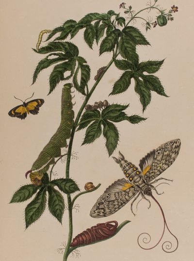 Illustration från 
