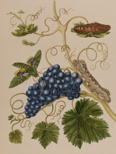 Illustration från 