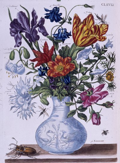 Skalbagge och olika blommor - dess. av Maria Sibylla Merian, n.d., ca. sent 1700-tal av Maria Sibylla Merian