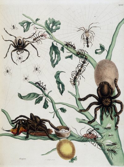 Svarta spindlar på Guajave som livnär sig på myror eller fångar kolobriteter i deras bo i Maria Sibylla Merians "General History of Insects of Surinam and All Europe" 1771 av Maria Sibylla Merian