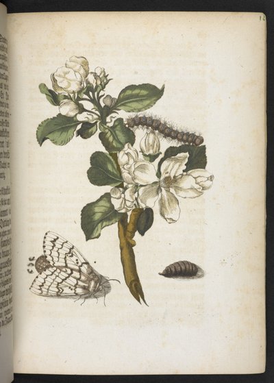"Den underbara metamorfosen av larverna och den märkliga blommaten..." av Maria Sibylla Merian