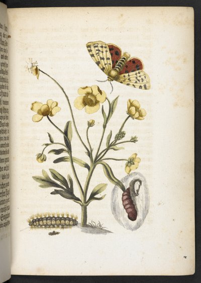 "Den underbara metamorfosen av larverna och den märkliga blommaten..." av Maria Sibylla Merian