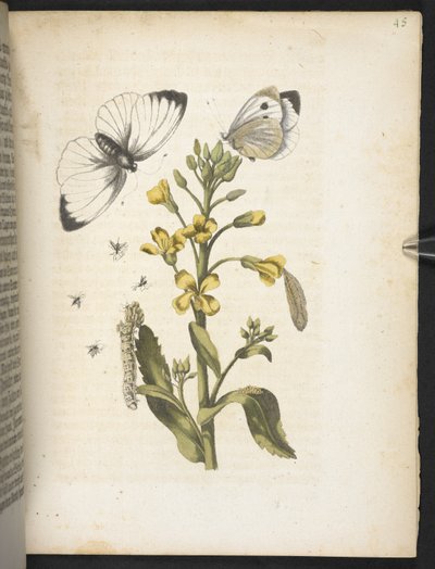 "Den underbara metamorfosen av larverna och den märkliga blommaten..." av Maria Sibylla Merian