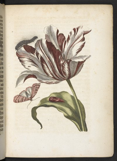 "Den underbara metamorfosen av larverna och den märkliga blommaten..." av Maria Sibylla Merian