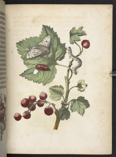 "Den underbara metamorfosen av larverna och den märkliga blommaten..." av Maria Sibylla Merian