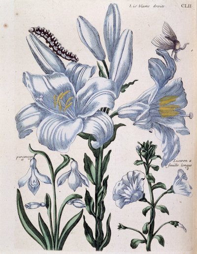Lys (lis) vit höger- och långbladskant - i "General History of the Insects of Surinam and All of Europe"" av Maria Sibylla de Merian, red. Desnos, Paris av Maria Sibylla Merian