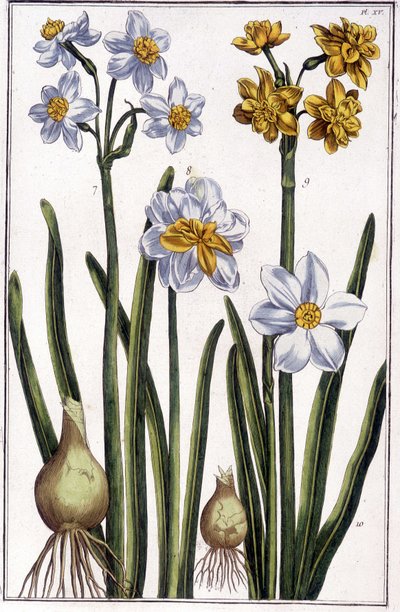 Narcissus - i "" Allmän historia om insekterna i Surinam och hela Europa"" av Maria Sibylla de Merian, red. Desnos, Paris av Maria Sibylla Merian