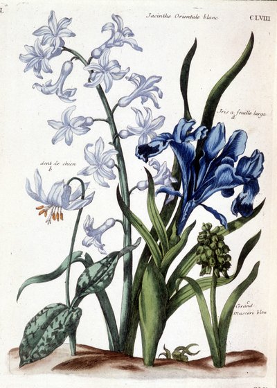 Vit orientalisk hyacint, stor bladiris, hundtand, stor blå muscari - i "Allmän historia om insekterna i Surinam och hela Europa"" av Maria Sibylla de Merian, red. Desnos, Paris av Maria Sibylla Merian