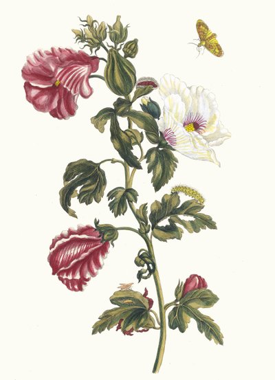 Althea. Ur boken Metamorphosis insectorum Surinamensium, 1705. av Maria Sibylla Merian