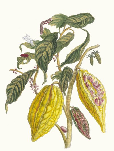 Kakao. Ur boken Metamorphosis insectorum Surinamensium, 1705. av Maria Sibylla Merian