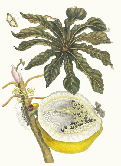 Carica papaya. Ur boken Metamorphosis insectorum Surinamensium, 1705. av Maria Sibylla Merian