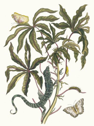 Cassave. Ur boken Metamorphosis insectorum Surinamensium, 1705. av Maria Sibylla Merian