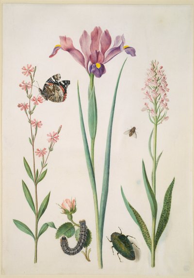 Tjärblomster med amiral, ros med rävespinnare, iris, blomfluga, praktbagge och orkidé av Maria Sibylla Merian