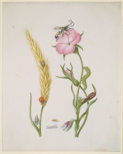 Sädesax och klätt med metamorfoser av femprickig nyckelpiga och spyfluga av Maria Sibylla Merian