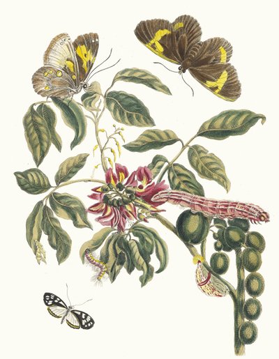 Coronilla Americana Arborescens. Ur boken Metamorphosis of Surinamese insekter, 1705. av Maria Sibylla Merian