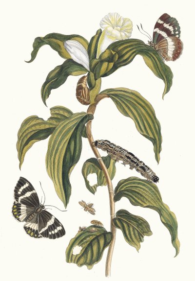 Arabisk kostnad. Ur boken Metamorphosis of Surinamese insekter, 1705. av Maria Sibylla Merian