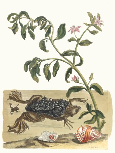Cresson. Ur boken Metamorphosis insectorum Surinamensium, 1705. av Maria Sibylla Merian