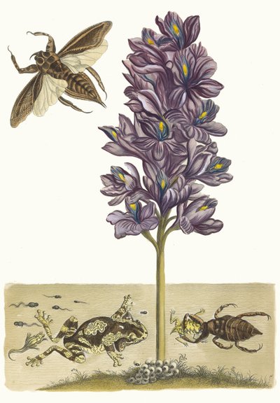 Eichhornia crassipes. Ur boken Metamorphosis insectorum Surinamensium, 1705. av Maria Sibylla Merian