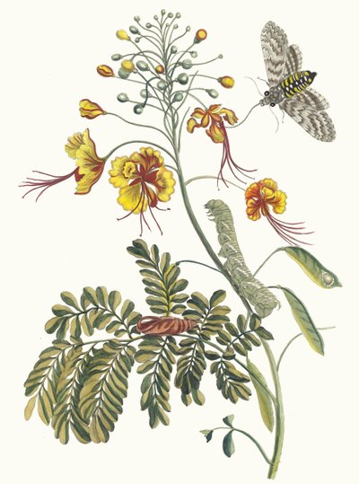 Påfågelblomma Ur boken Metamorphosis of Surinamese insekter, 1705. av Maria Sibylla Merian