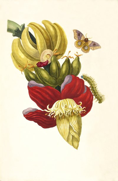 Ur boken Metamorphosis insectorum Surinamensium, 1705. av Maria Sibylla Merian