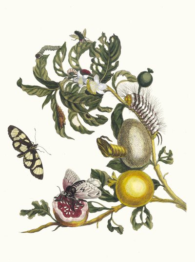 Guajaves. Ur boken Metamorphosis insectorum Surinamensium, 1705. av Maria Sibylla Merian