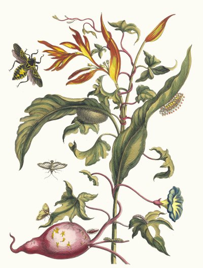 Ipomoea batatas och Heliconia psittacum. Ur boken Metamorphosis insectorum..., 1705. av Maria Sibylla Merian