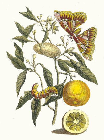 Citron. Ur boken Metamorphosis insectorum Surinamensium, 1705. av Maria Sibylla Merian