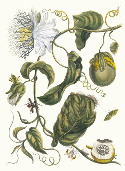 Marquiaas. Ur boken Metamorphosis insectorum Surinamensium, 1705. av Maria Sibylla Merian