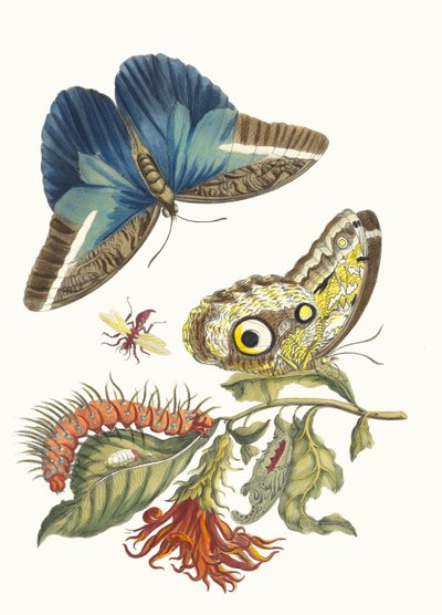 Pachystachys coccinea. Ur boken Metamorphosis insectorum Surinamensium, 1705. av Maria Sibylla Merian