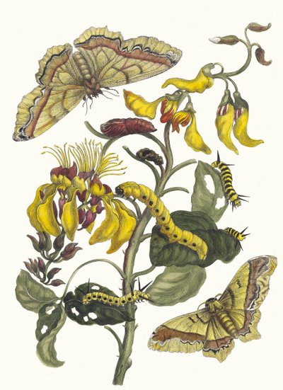 Pallisaden-boom. Ur boken Metamorphosis insectorum Surinamensium, 1705. av Maria Sibylla Merian