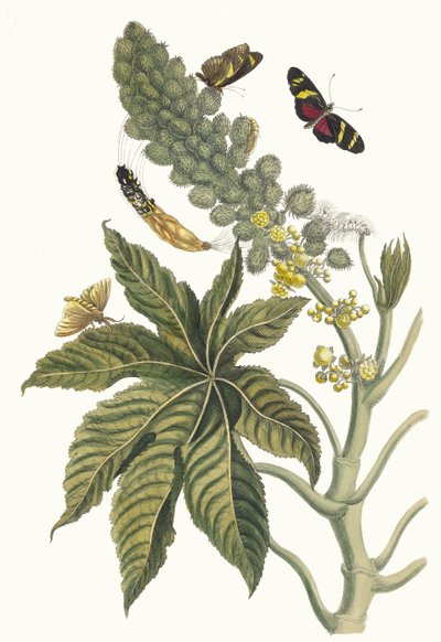 Palma Christi. Ur boken Metamorphosis insectorum Surinamensium, 1705. av Maria Sibylla Merian