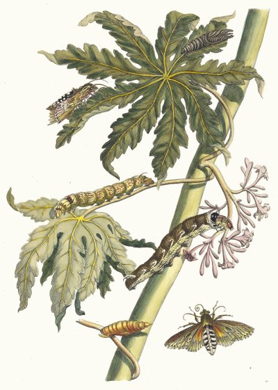 Papay. Ur boken Metamorphosis insectorum Surinamensium, 1705. av Maria Sibylla Merian