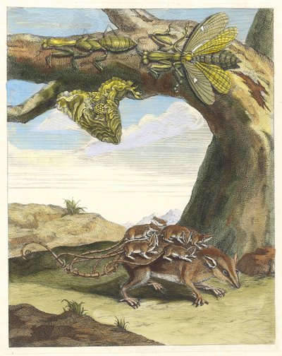Råtta i skogen. Ur boken Metamorphosis insectorum Surinamensium, 1705. av Maria Sibylla Merian