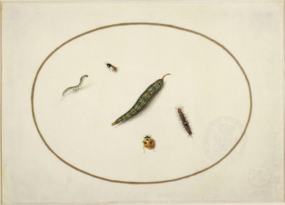 Larver och insekter, i en liggande oval, inramade av en gyllene linje, fint utförda som en miniatyr av Maria Sibylla Merian
