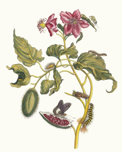 Rocu. Ur boken Metamorphosis insectorum Surinamensium, 1705. av Maria Sibylla Merian