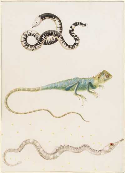 Sydamerikansk småhuvad masködla, leguan eller ostindisk trädödla och nålfisk av Maria Sibylla Merian