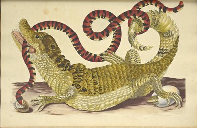 Glasögon Caiman Caiman crocodilus and a False Coral Snake, 1705. av Maria Sibylla Merian