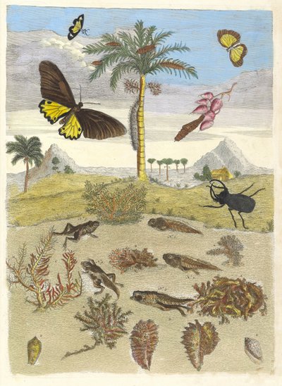 Hjortbagge, amfibier och palmer. Ur boken Metamorphosis insectorum..., 1705. av Maria Sibylla Merian
