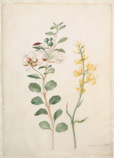 Studie av kapris, ginst och en skalbagge av Maria Sibylla Merian