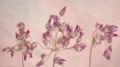Ömtåliga torkade blommor av Marie-anne Stas