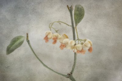  av Marie-anne Stas