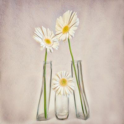 Elegant White Gerberas av Marie-anne Stas
