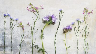 Eteriska vildblommor av Marie-anne Stas