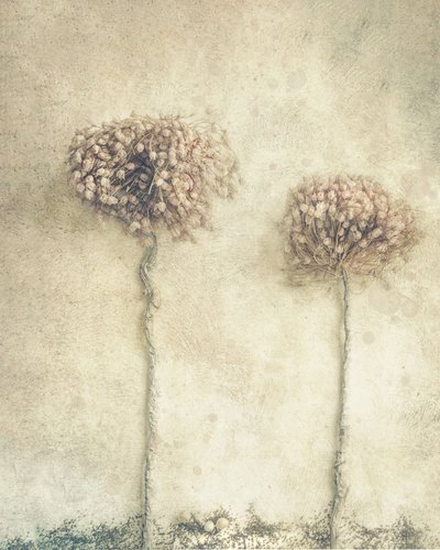 Rustika torkade blommor av Marie-anne Stas
