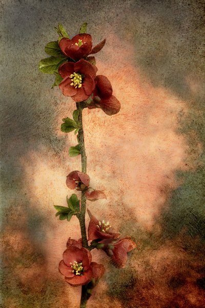  av Marie-anne Stas