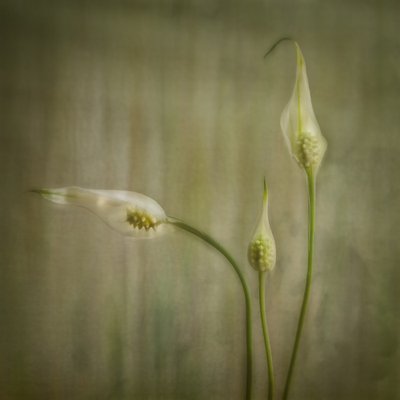Fridfulla liljeblommor av Marie-anne Stas