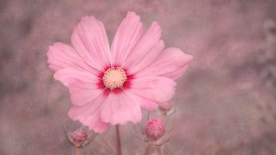 Mjukt rosa kosmos av Marie-anne Stas