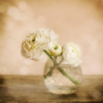 Mjuk ranunkelblomma av Marie-anne Stas